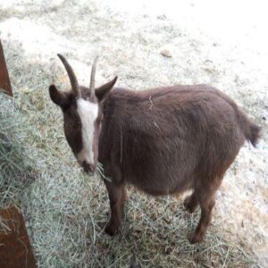 Barn Thieves: Beware Marauding Goat Herds Image